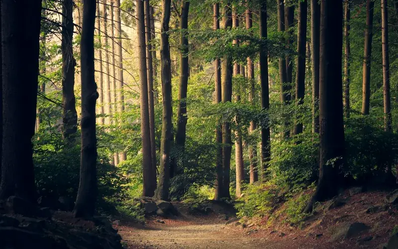 Chemin en forêt : de l’entreprise à la clinique, le parcours de Samuel Roux